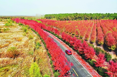 （头条）南京六合竹镇：层林尽染秋意浓红枫大道美如画