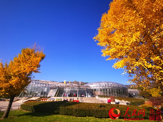 北京植物园秋色绚烂 秋叶最佳观赏期持续到11月上旬