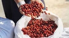 云南普洱市咖啡产业快速成长——茶乡又闻咖啡香
