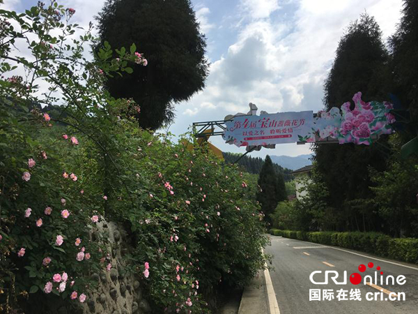 图片默认标题_fororder_蔷薇花海