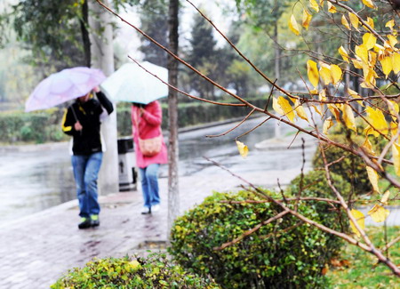 在哈尔滨,行人漫步在秋雨中.(图片来源:李勇/新华网)