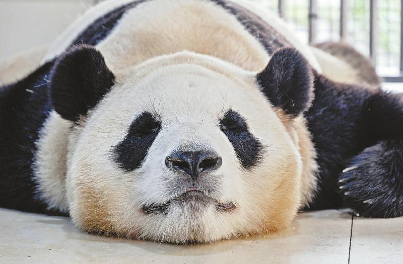 (转载)大熊猫研究已获100多项专利和科技成果_fororder_56f1338ef61389b48000b659cfd421a7