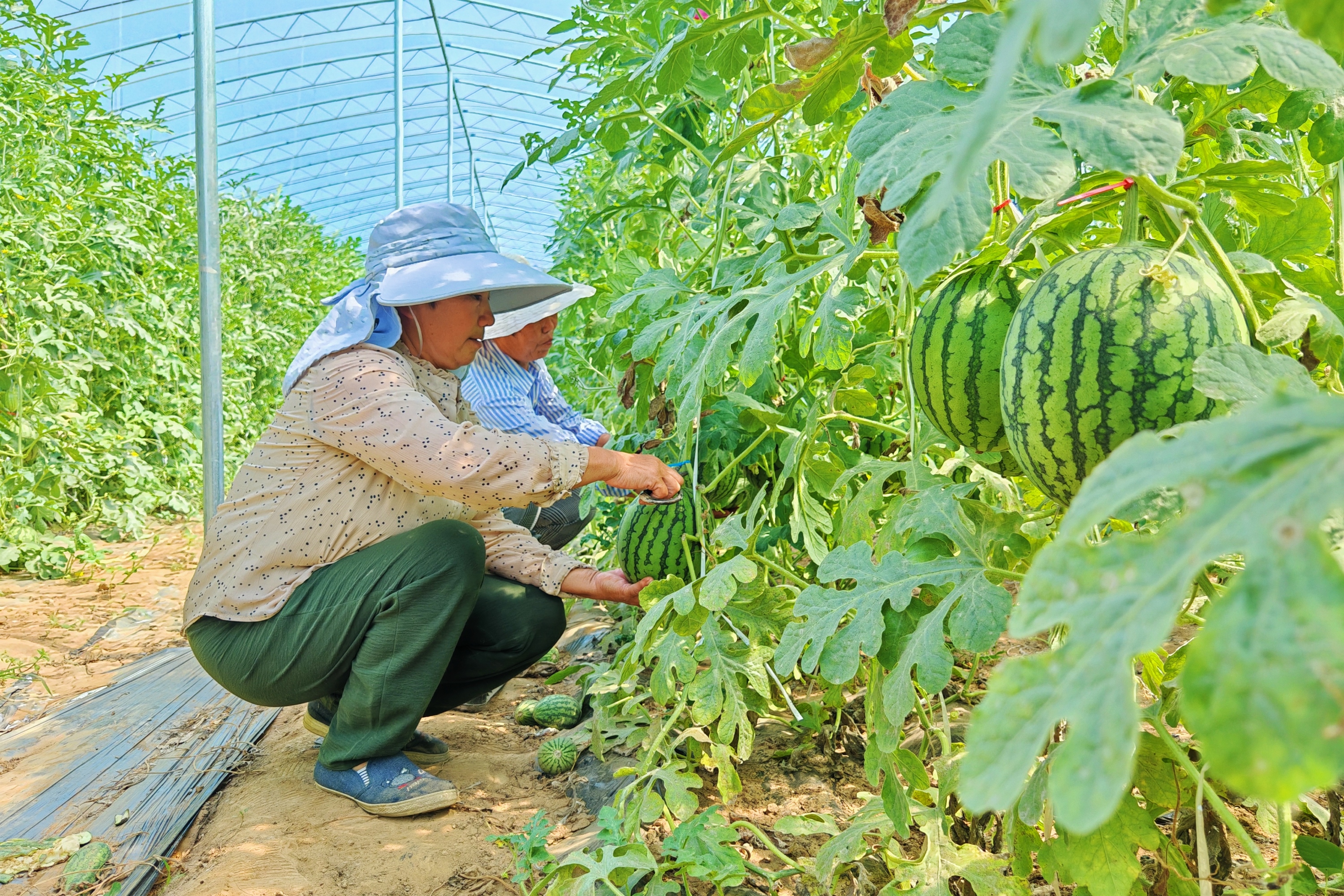 河北定兴:小“吊”瓜铺开致富路_fororder_002