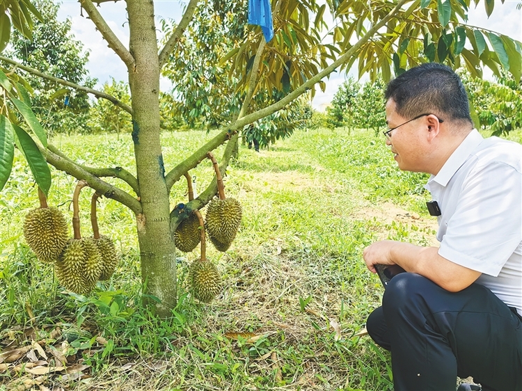 三亚“树上熟”榴莲6月上市 涵盖金枕、干尧、黑刺和猫山王等品种_fororder_6659474_hnrbtp2_1715611901586_s
