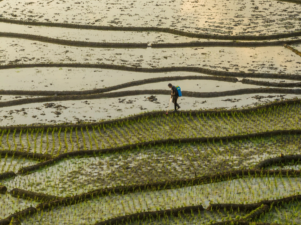 贵州毕节“奏响”初夏“稻田音符”_fororder_2024年5月13日,贵州省毕节市大方县小屯乡市院村村民正在梯田里劳作。 (7)