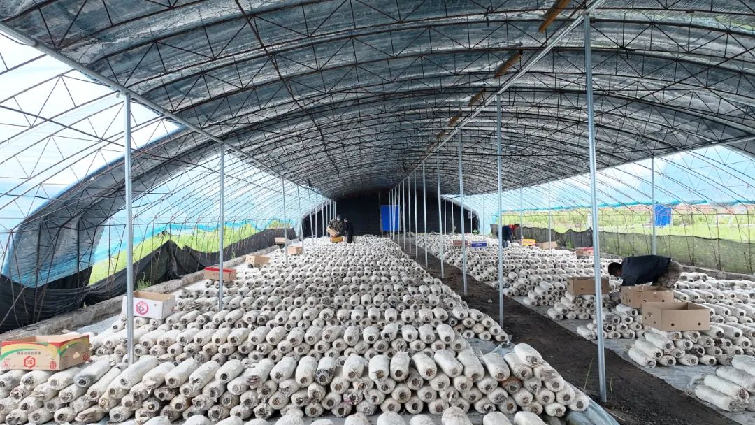 佳木斯市桦川县:平菇迎丰收 撑起“致富伞”_fororder_图片7