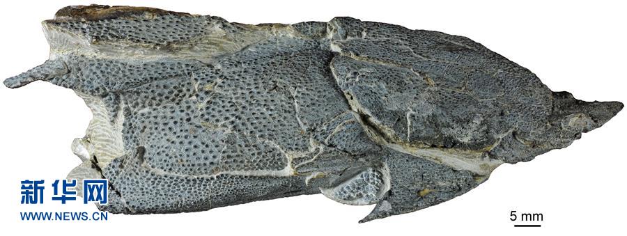 中国古鱼化石揭示人类颌骨来源之谜