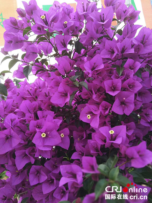 图片默认标题_fororder_2