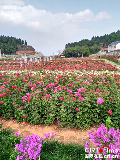 图片默认标题_fororder_1