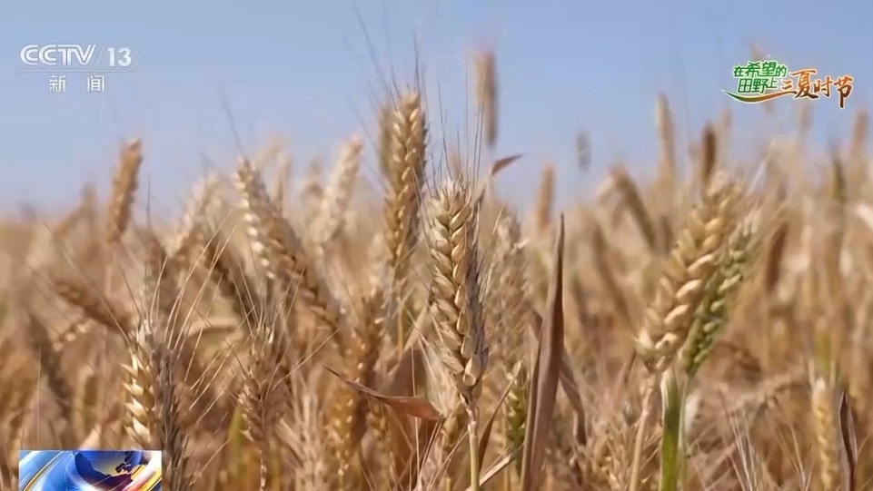 追更啦！全国夏粮收获6.5% 西南麦区上大分