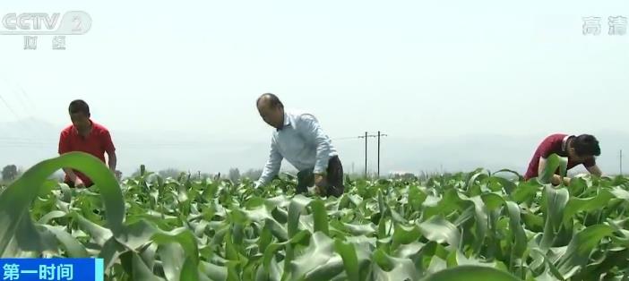 【央视网】农业农村部发布消息 | 我国初步建成国家农业观测监测