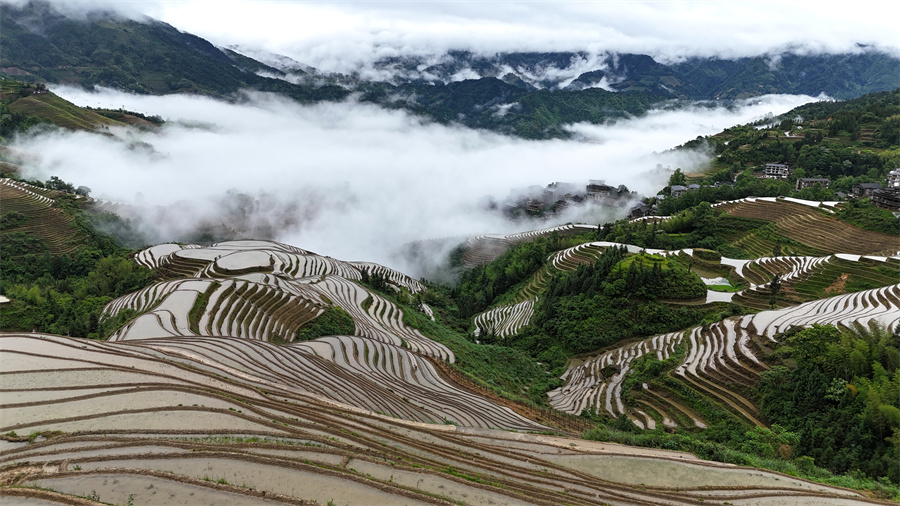 广西龙胜:初夏梯田 景色如画_fororder_图片6