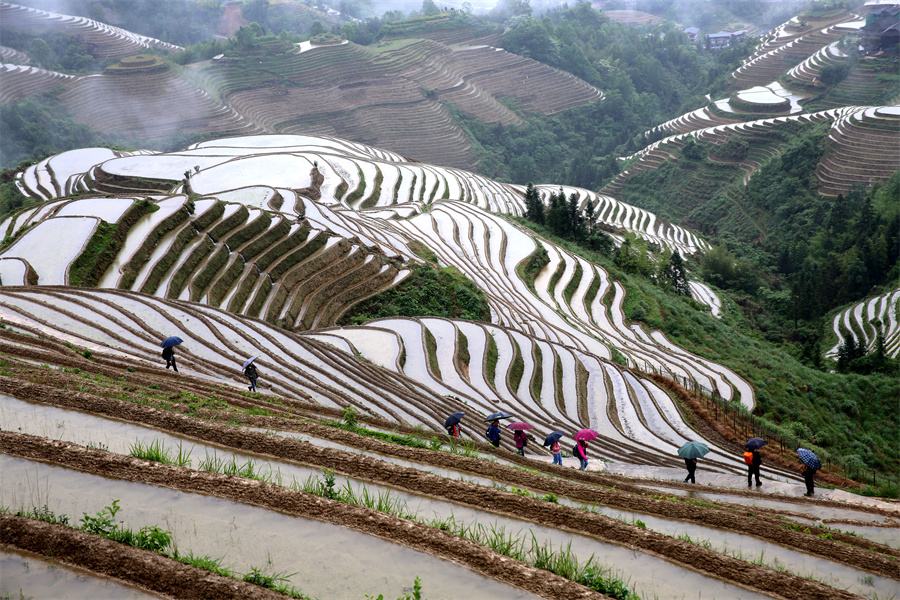 广西龙胜:初夏梯田 景色如画_fororder_图片1