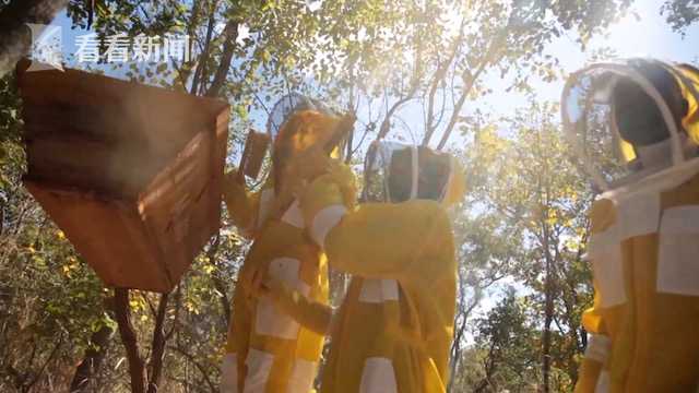 「看看新闻网」视频｜30秒看进博丨非洲“液体黄金”疯狂“圈粉”