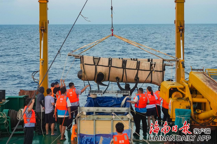 搁浅短肢领航鲸“海棠”重归大海!_fororder_2c925c668e664428018fb2f5c58a5399