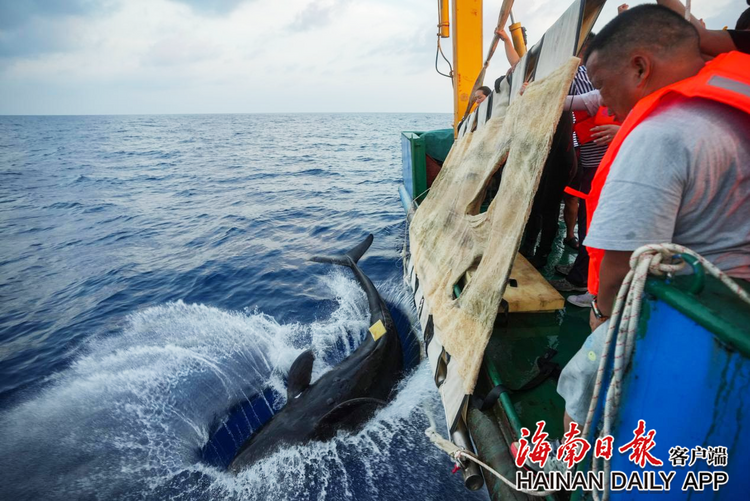 搁浅短肢领航鲸“海棠”重归大海!_fororder_2c925c678e664b4e018fb2ffeb8e5597