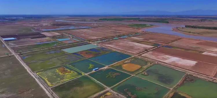 准格尔旗:黄河水产养殖走上富民强村路_fororder_图片1