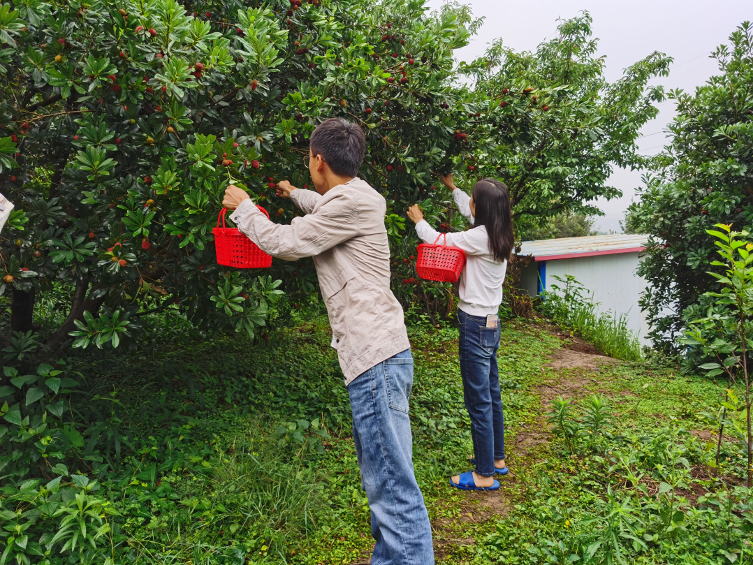发耳杨梅,扬“梅”吐气!