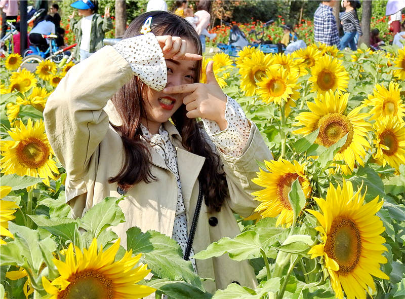 武汉秋高气爽如夏天 市民游客到东湖观赏向日葵