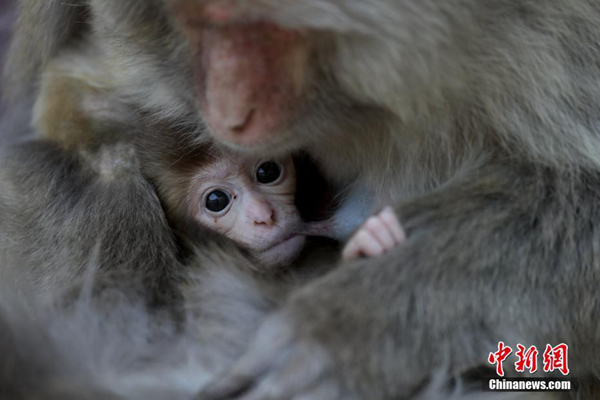 Kasih Sayang Antara Ibu dan Anak Kera Kasih Sayang Antara Ibu dan Anak Kera