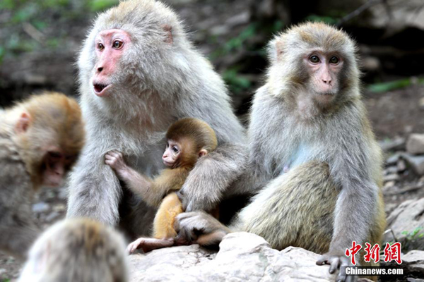 Kasih Sayang Antara Ibu dan Anak Kera Kasih Sayang Antara Ibu dan Anak Kera