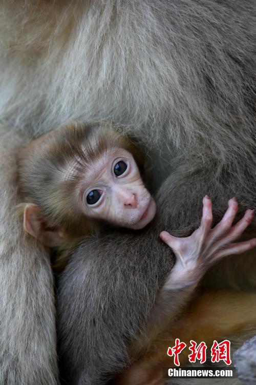 Kasih Sayang Antara Ibu dan Anak Kera Kasih Sayang Antara Ibu dan Anak Kera