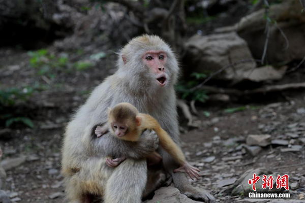 Kasih Sayang Antara Ibu dan Anak Kera Kasih Sayang Antara Ibu dan Anak Kera