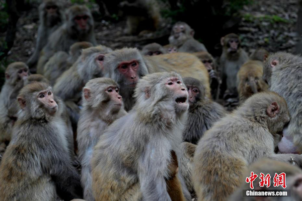 Kasih Sayang Antara Ibu dan Anak Kera Kasih Sayang Antara Ibu dan Anak Kera