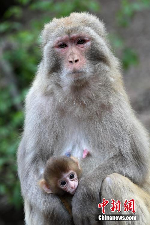 Kasih Sayang Antara Ibu dan Anak Kera Kasih Sayang Antara Ibu dan Anak Kera