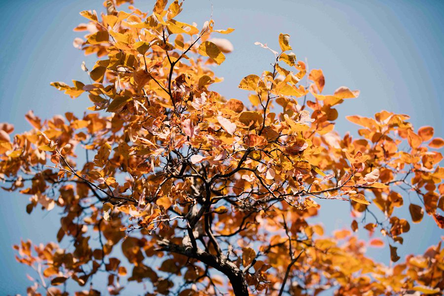 图片默认标题_fororder_4