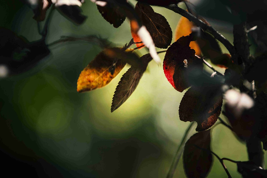 图片默认标题_fororder_3