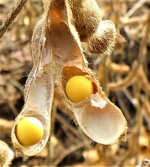 双鸭山林区：调结构大豆喜获丰收