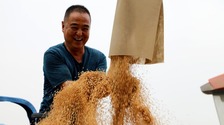  Shandong: Mang Seed Busy Harvesting __fororder_rBABCmZiW26AC3PBAAAAAAAAAAAAAA137.1024x675.960x633