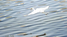  Drunken Longjiang River, Clear Water, Attracting Egrets _forder_rBABCmZiZxKAek WAAAAAAAAAAAAAAAAA629.768x539.750x527
