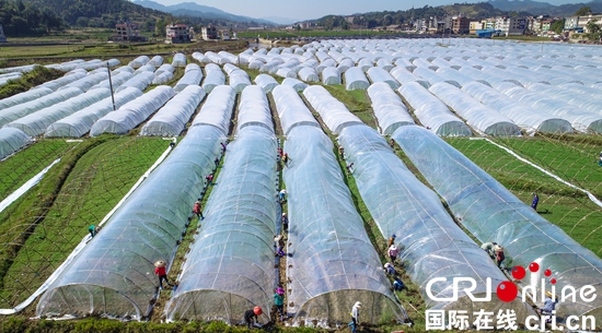 贵州天柱：10万亩农闲田将实现“绿色过冬”