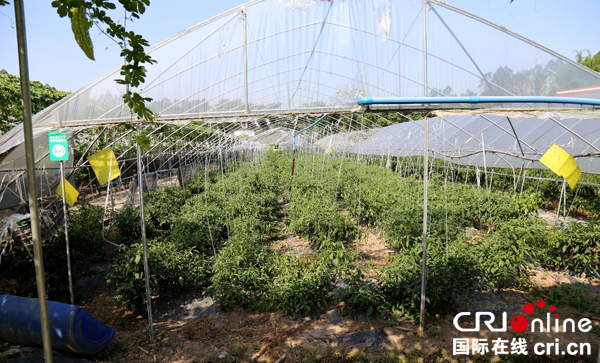 图片默认标题_fororder_高德蔬菜基地滴灌节水节肥，黄板捕杀害虫