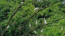 重庆长寿：鹭鸟立枝头 似绿色“五线谱”上的“音符