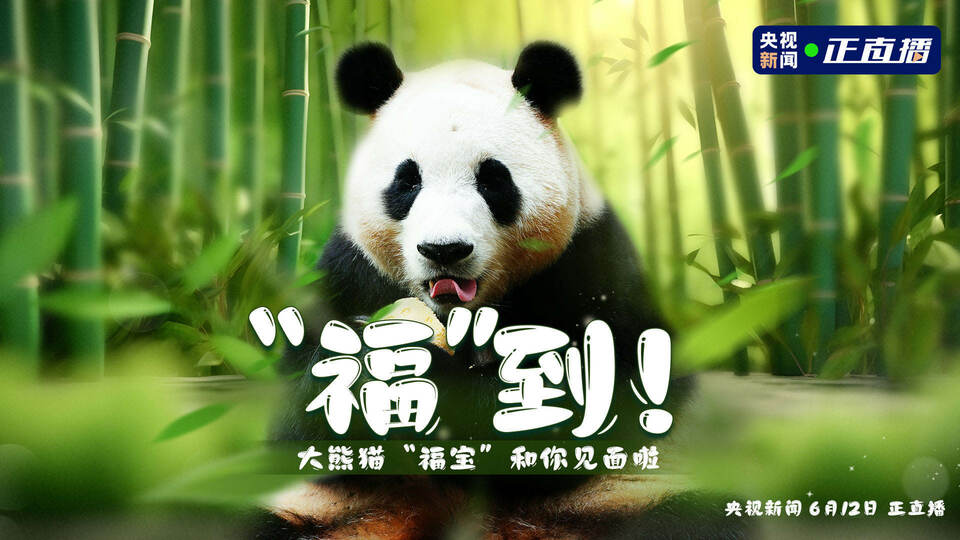 “福”到!旅韩大熊猫“福宝”正式与公众见面