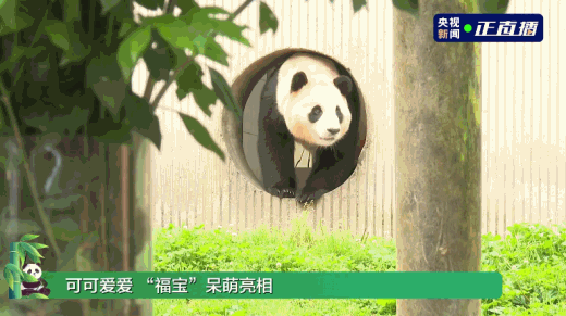 “福”到!旅韩大熊猫“福宝”正式与公众见面