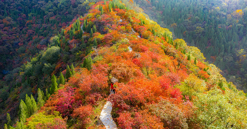 【河南供稿】巩义市韵沟村：层林尽染 漫山红遍（组图）