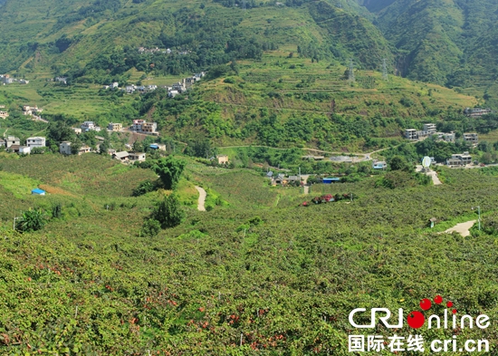 贵州六盘水:“凉都三宝”成为产业革命“主力军