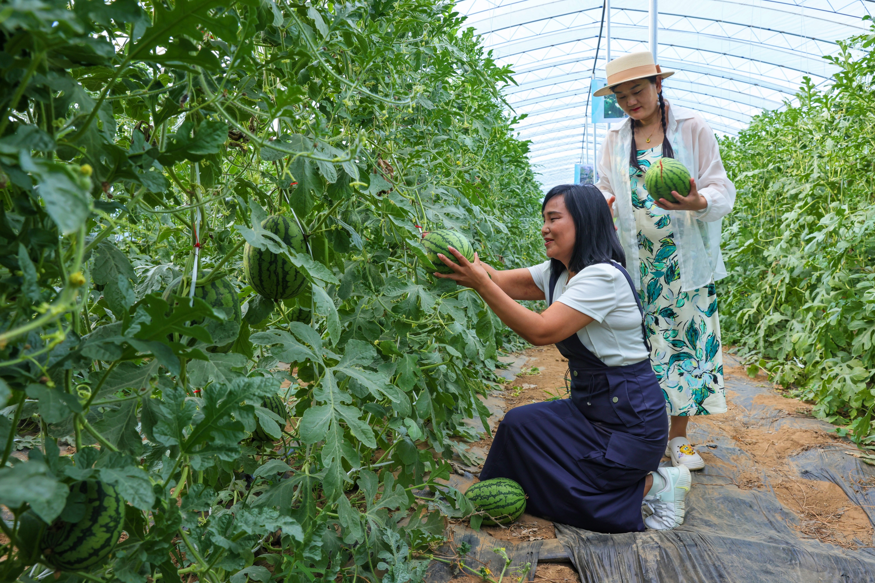 河北定兴:小“吊”瓜铺开致富路_fororder_004