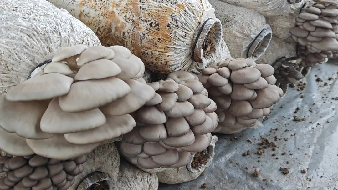 佳木斯市桦川县:平菇迎丰收 撑起“致富伞”_fororder_图片6