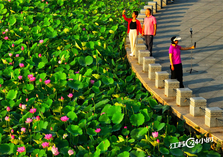 徐州:云龙湖荷花竞相绽放_fororder_e51OnDGR4BU9NqDRhRKd4M9j