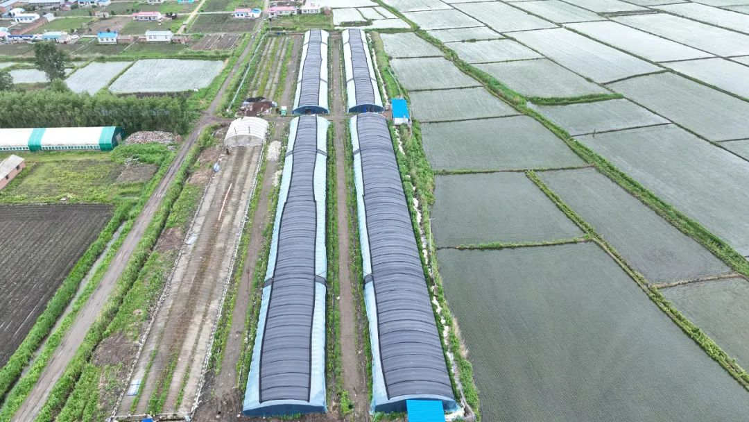 佳木斯市桦川县:平菇迎丰收 撑起“致富伞”_fororder_图片5