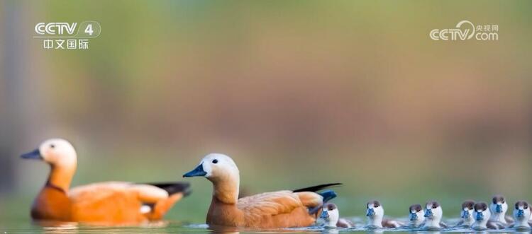 巴基斯坦“洋经理”的中国梦:看我的照片,让你一秒爱上中国!