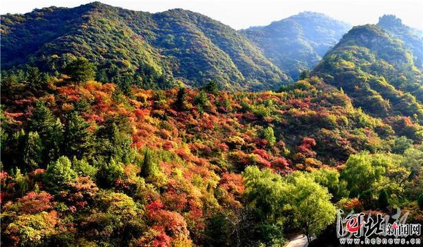 到仙台山赏“2019中国最美森林”