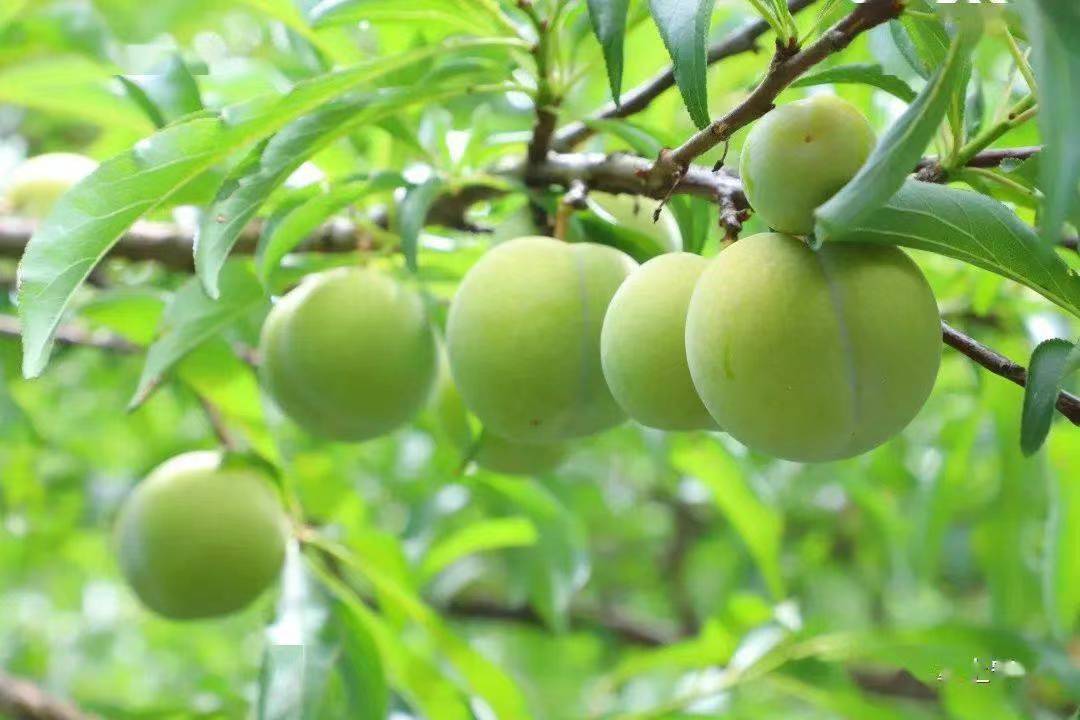 夏至已至,贵州乘凉有“凉”方