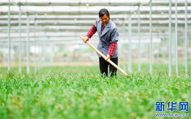 在江西全南县中寨乡中坑村蔬菜联产联销种植基地,农民在韭菜地里