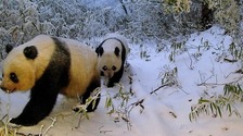 陕西长青保护区：野生大熊猫秦岭亚种的“天然庇护所”